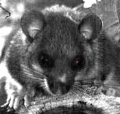 Immagine articolo Fucine Mute