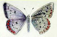 Immagine articolo Fucine Mute