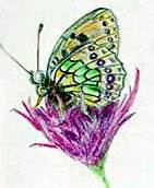 Immagine articolo Fucine Mute