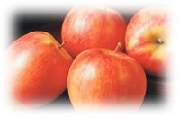 Immagine articolo Fucine Mute