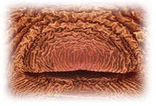 Immagine articolo Fucine Mute