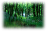 Immagine articolo Fucine Mute