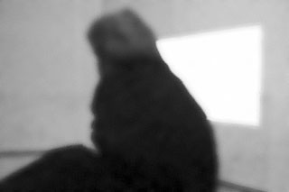 Foto di Giulio Donini