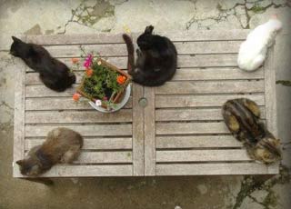 I gatti di Daniele Bonfanti presidente della casa editrice XII