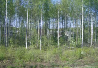 Vedute transiberiane