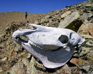 Teschio di animale nella Riserva di Bogdkhan Uul