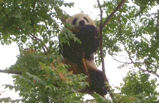 Cronache Transiberiane &mdash; panda cinese