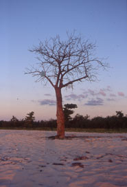 Paolo Ghiotto Marin Trinidad