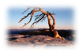 Immagine articolo Fucine Mute