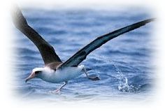 Immagine articolo Fucine Mute