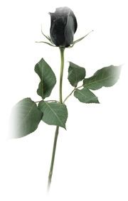 Immagine articolo Fucine Mute