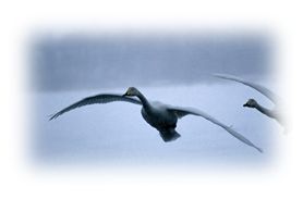 Immagine articolo Fucine Mute