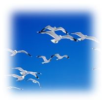 Immagine articolo Fucine Mute