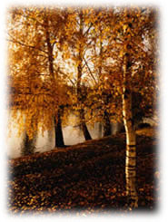 Immagine articolo Fucine Mute