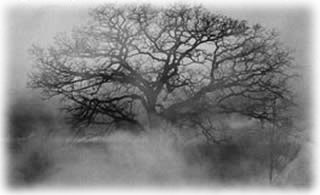 Immagine articolo Fucine Mute