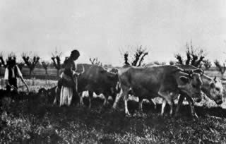 Immagini d'epoca: San Canzian d'Isonzo, aratura