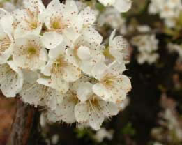 Immagine articolo Fucine Mute