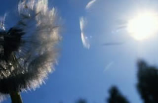 Immagine articolo Fucine Mute