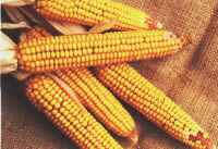 Immagine articolo Fucine Mute