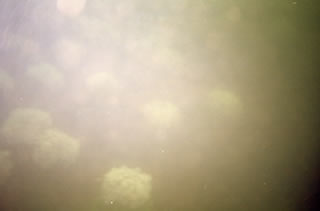 Manuela Sedmach su Fucine Mute 56