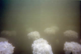 Manuela Sedmach su Fucine Mute 56