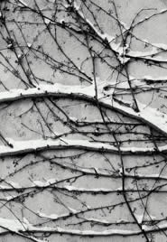 Immagine articolo Fucine Mute