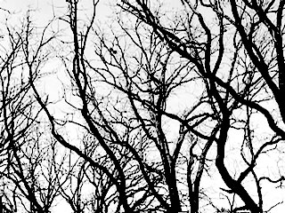 Immagine articolo Fucine Mute