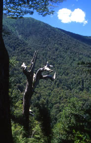 Foto di Paolo Ghiotto Marin