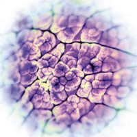 Immagine articolo Fucine Mute