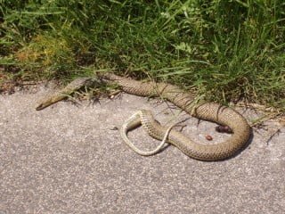 Camminare fa male Camminare fa male