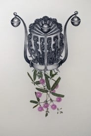 Ritratto della mimosa pudica