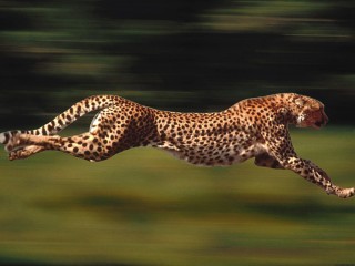 Fan di Springsteen  in corsa per la prima fila