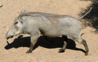 Pravato durante la preparazione atletica