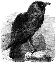 Il corvo