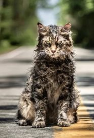 Pet Sematary